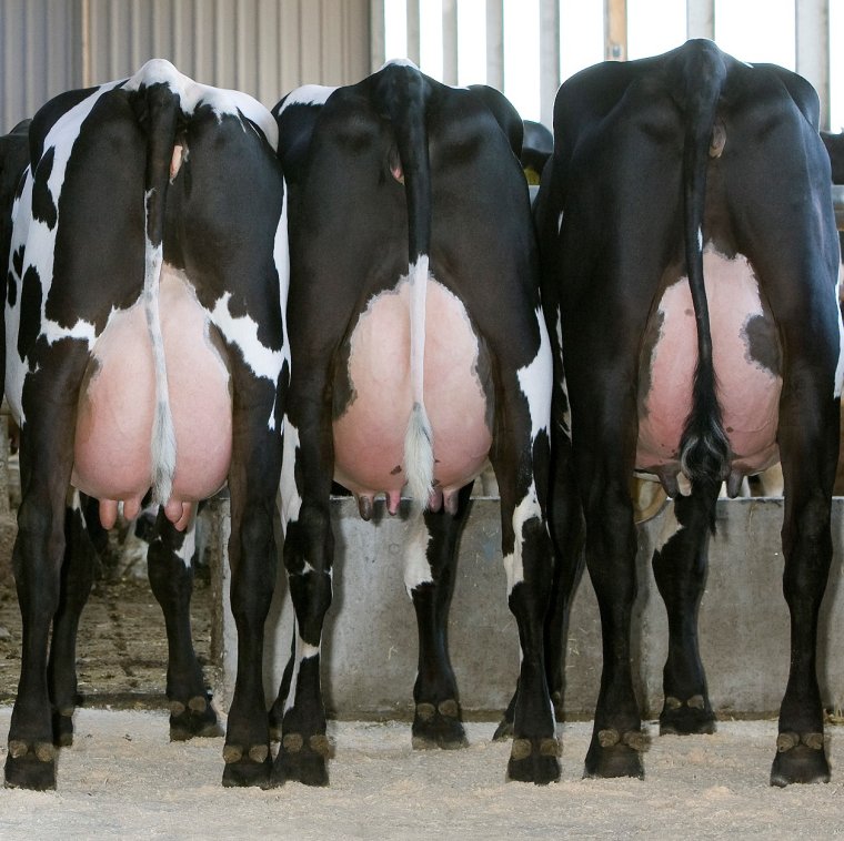 Попа коровы