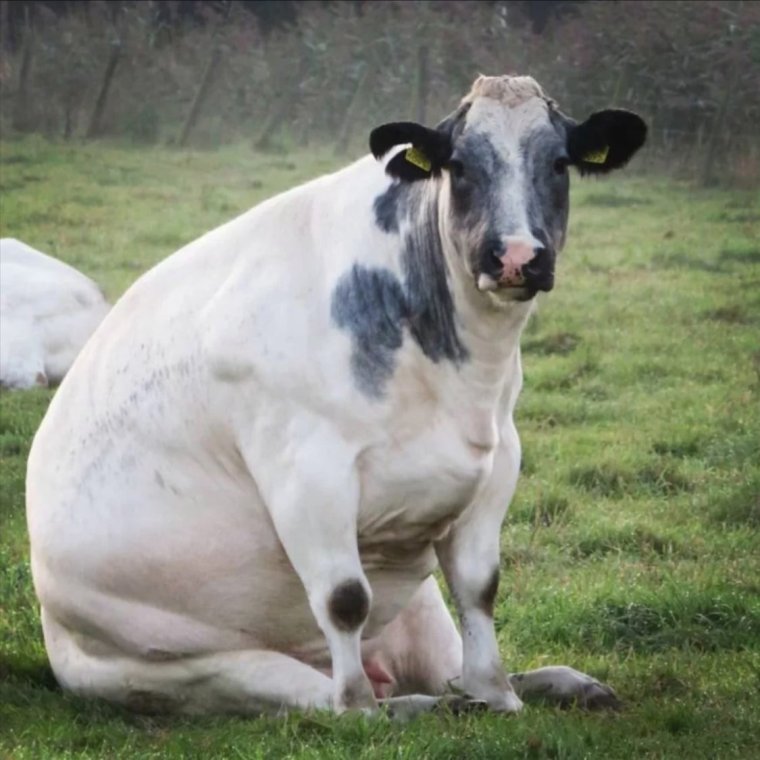 Смешные коровы