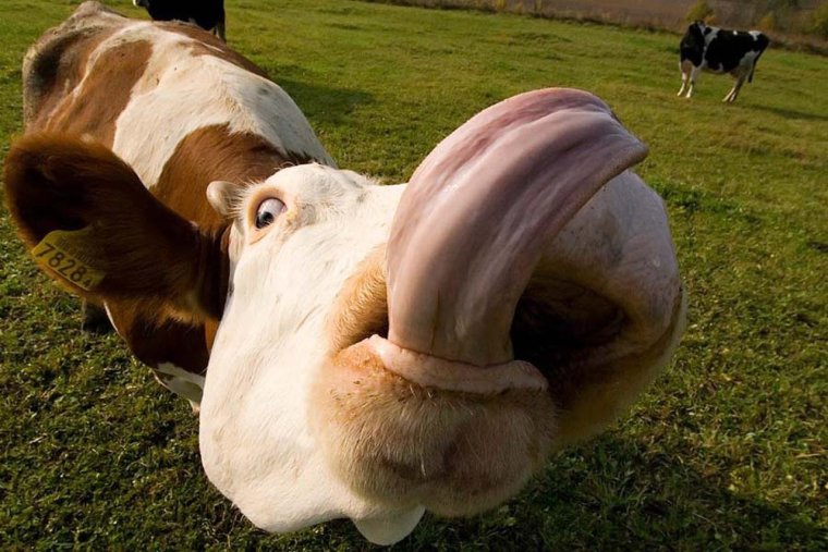Жирная корова