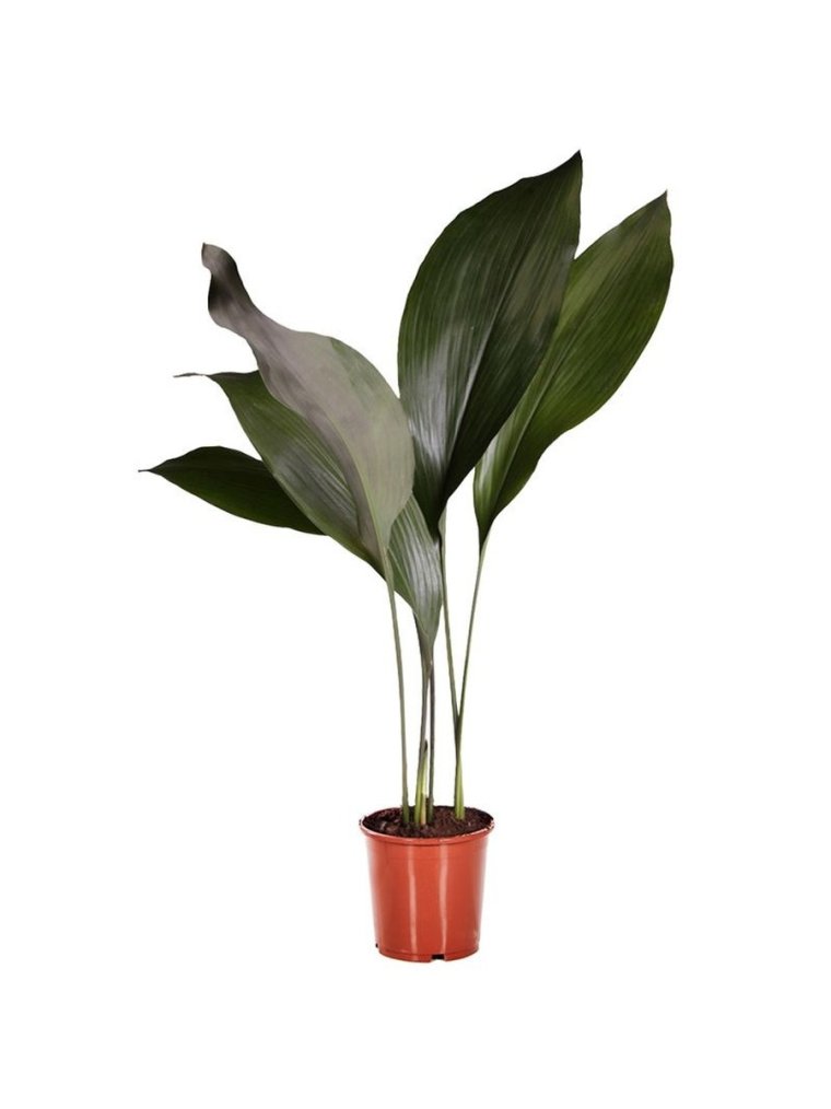 Аспидистра Аманогава