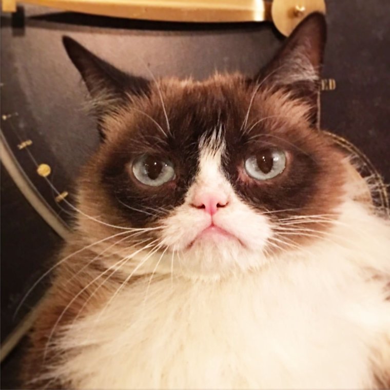 Злой кот знаменитый