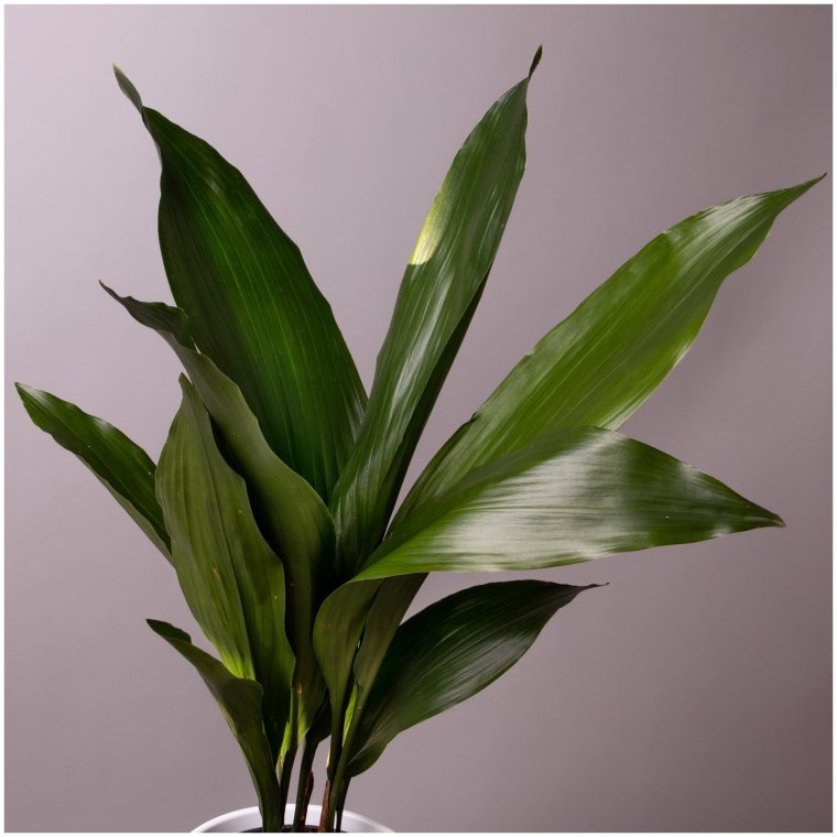 Аспидистра обланцефолиа