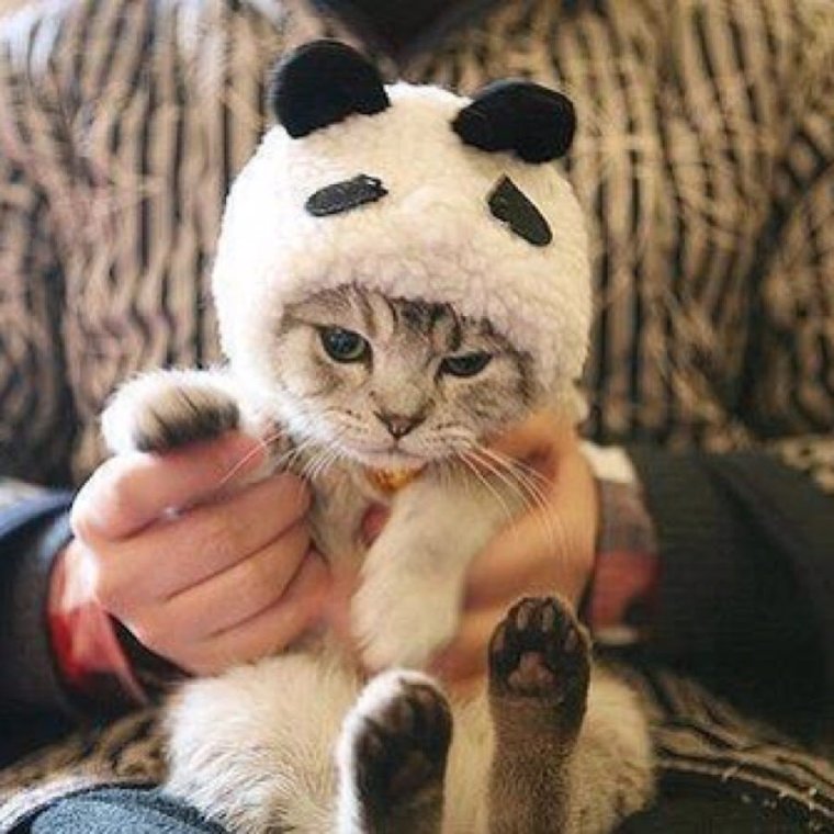 Авы с котами