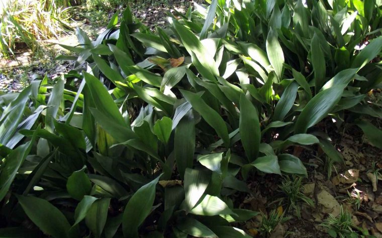 Аспидистра аттенуата