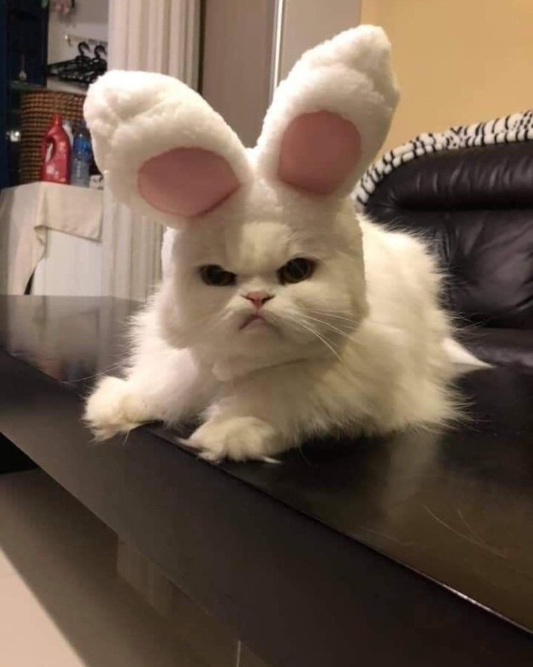 Кот с ушами зайца