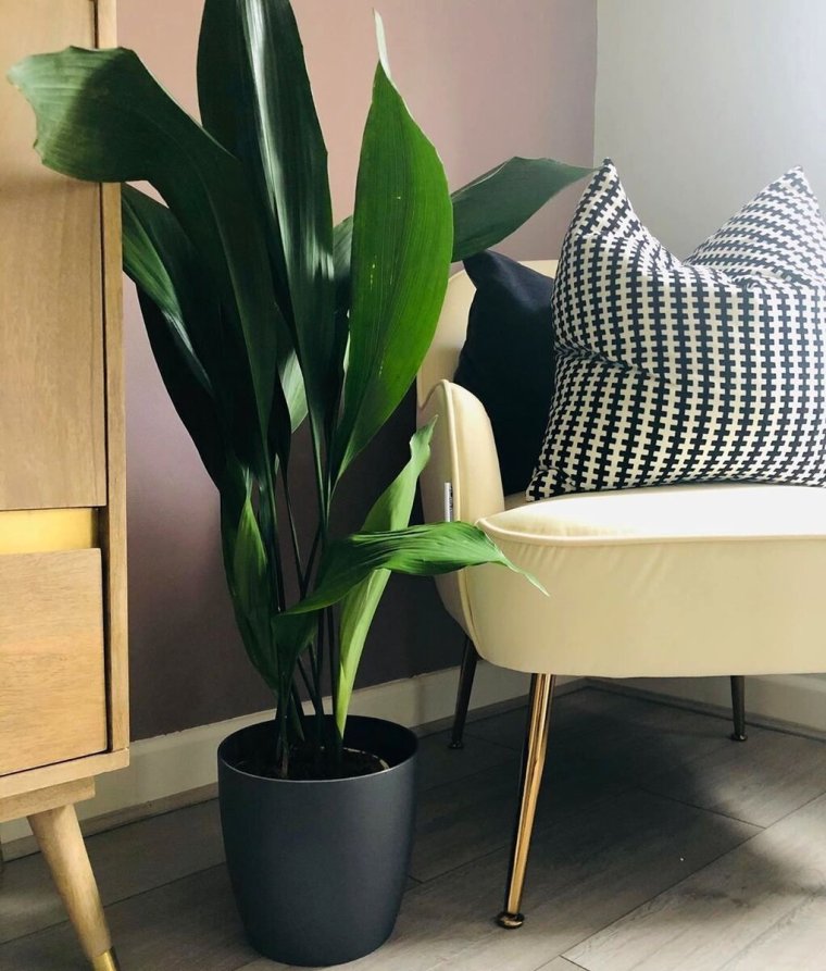 Аспидистра высокая