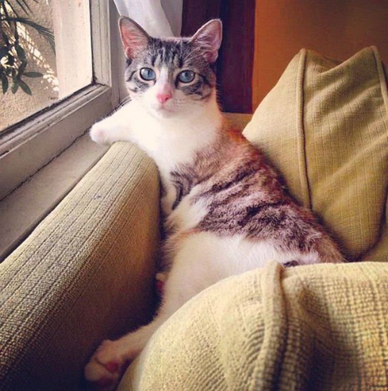 Кот в инстаграмме