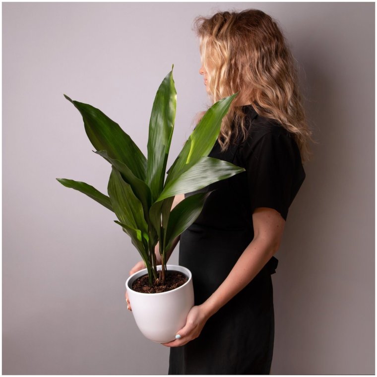 Аспидистра (d-15, н-70)