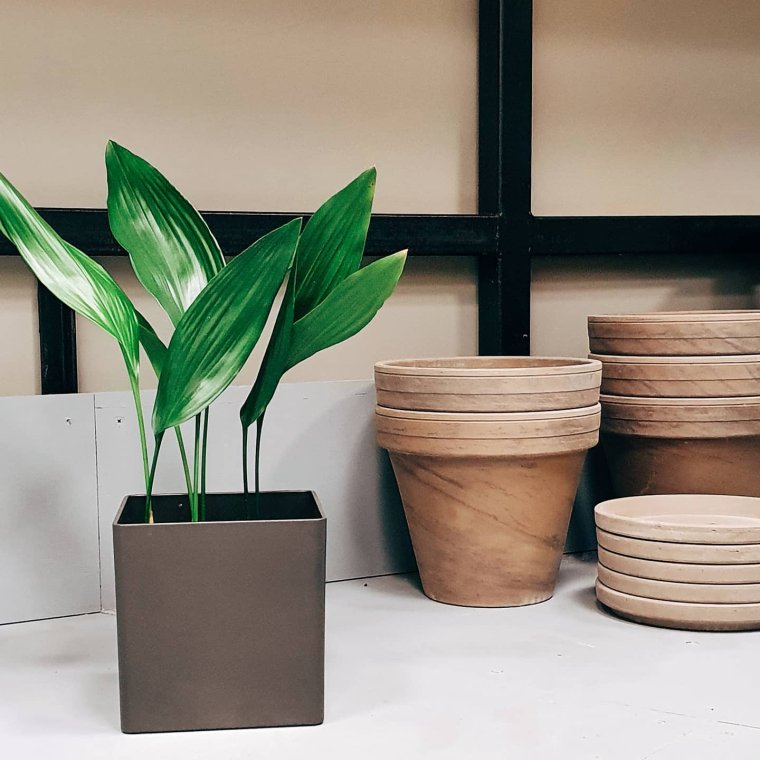 Аспидистра замиокулькас