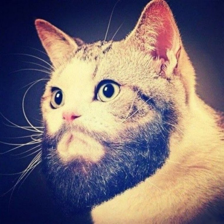 Кот с бакенбардами