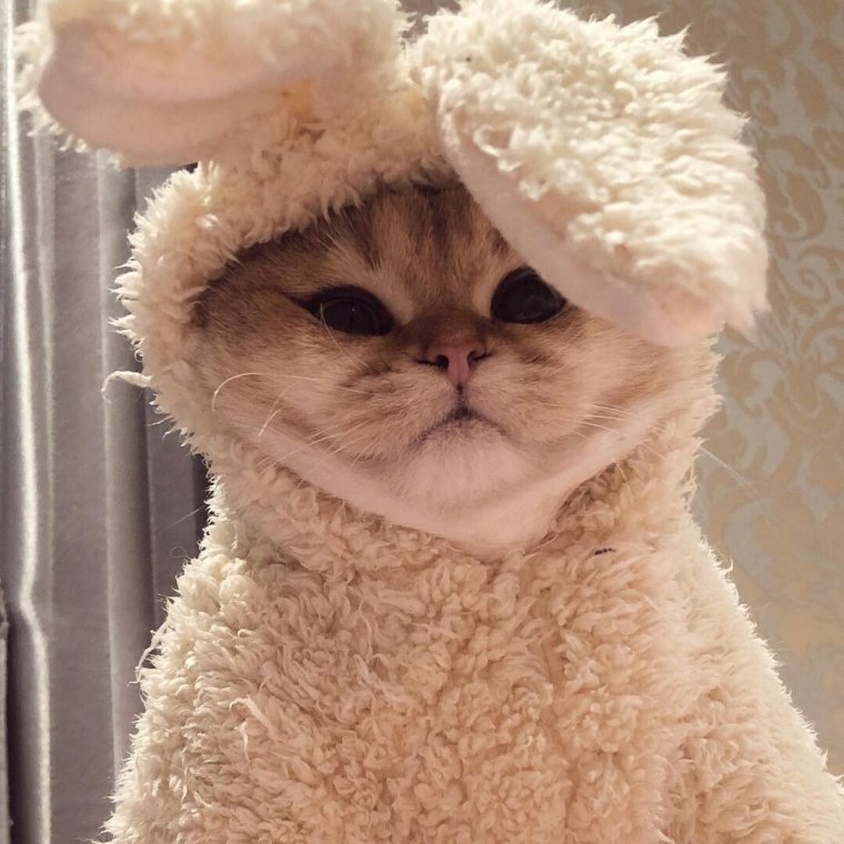 Милые котики с ушками зайки