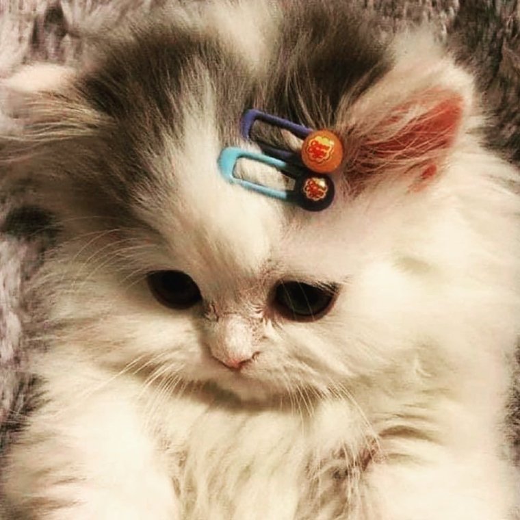 Котенок с заколкой