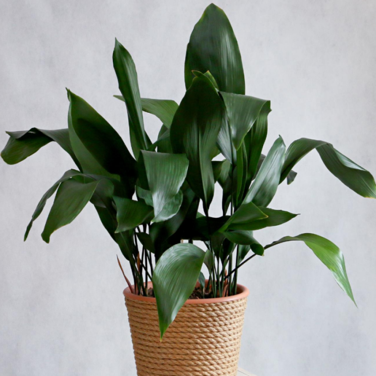 Аспидистра (Aspidistra)