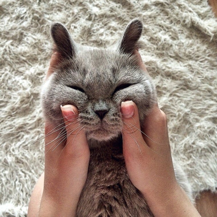 Сохраненки котов