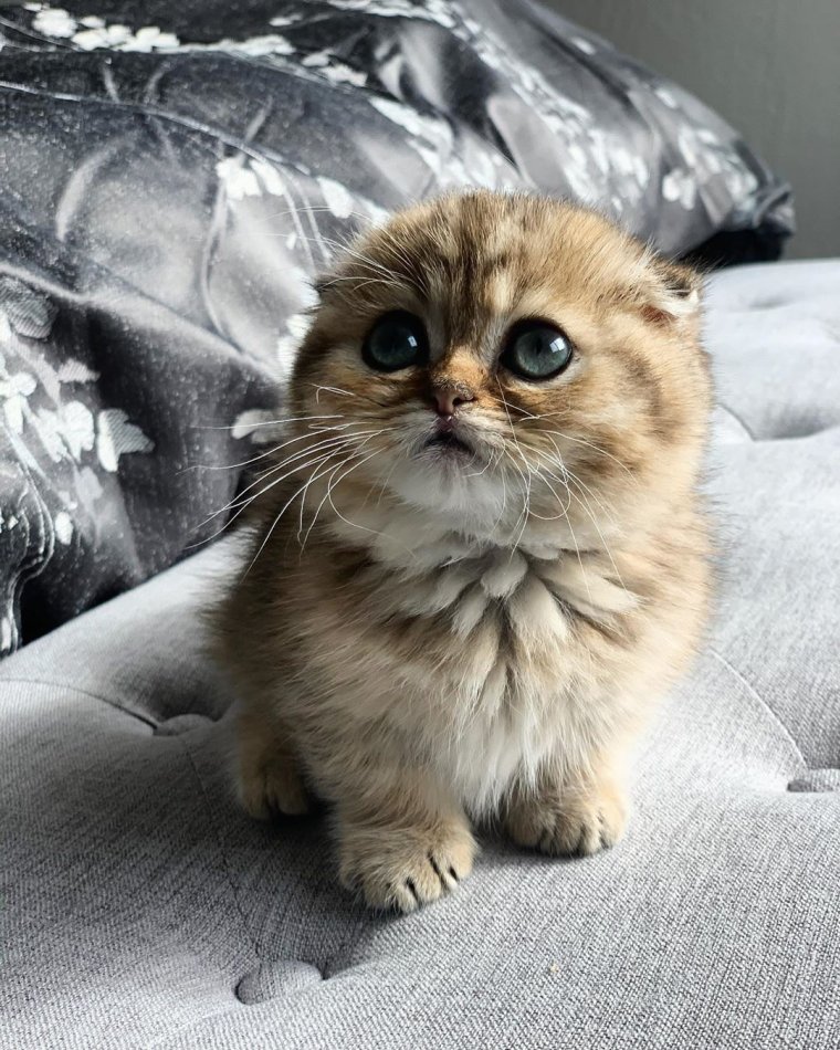 Кот неглаженный Нецелованный