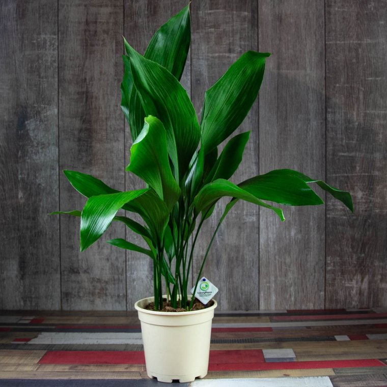 Аспидистра обланцефолиа