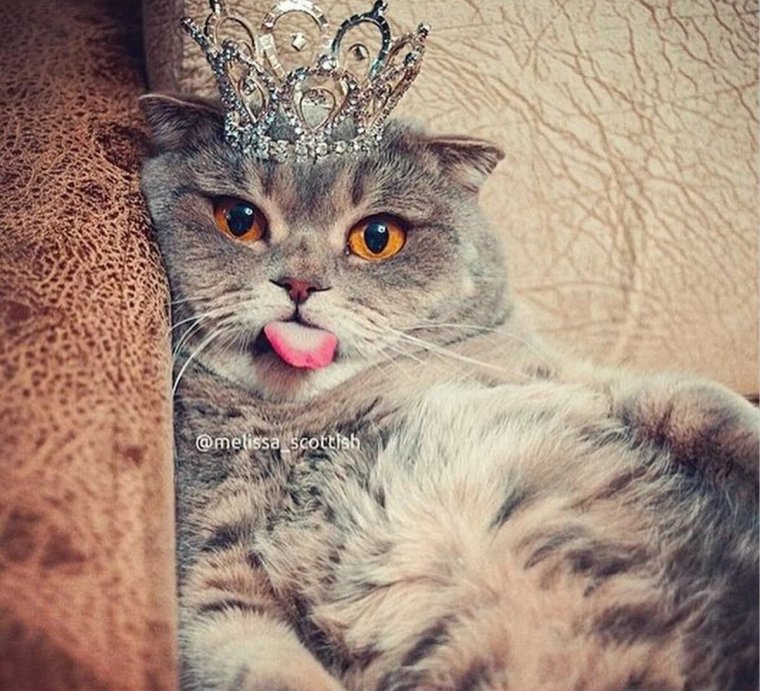 Кошка в короне