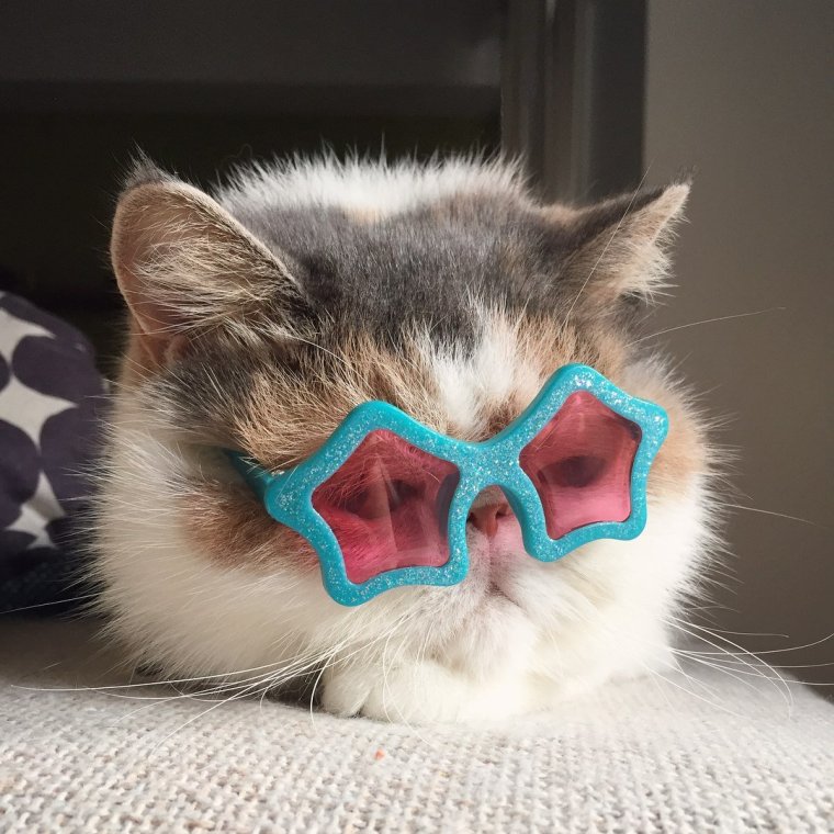 Модные котики