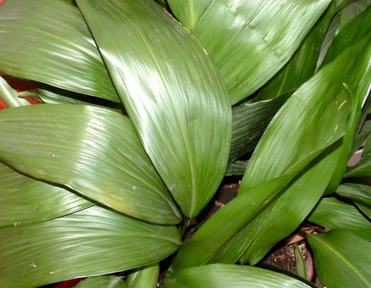 Аспидистра дружная семейка