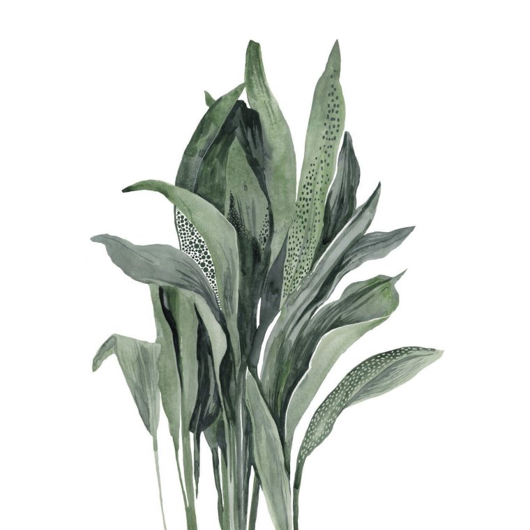 Побег Аспидистра