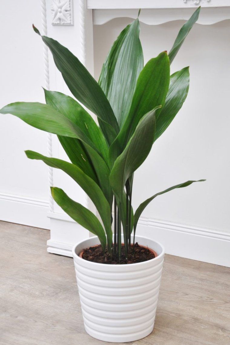 Цветок похожий на аспидистру