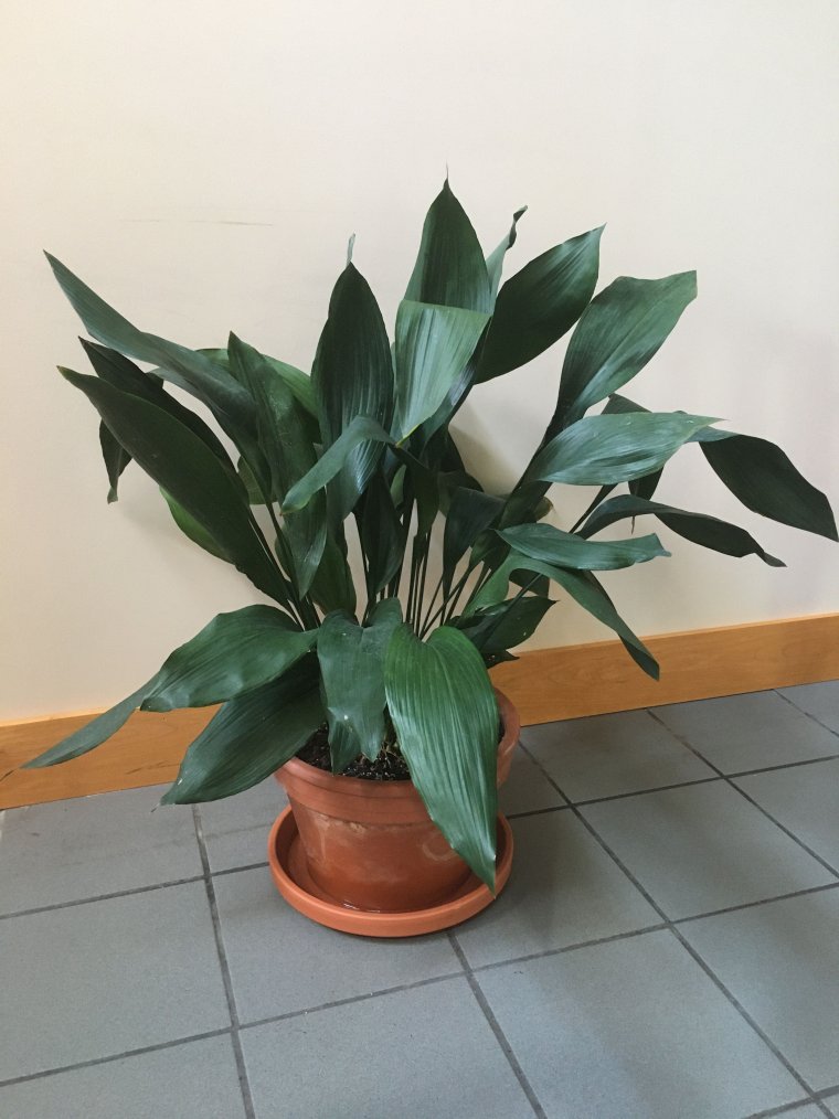 Аспидистра Аманогава
