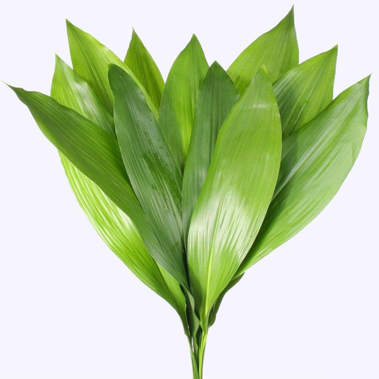 Аспидистра зелень