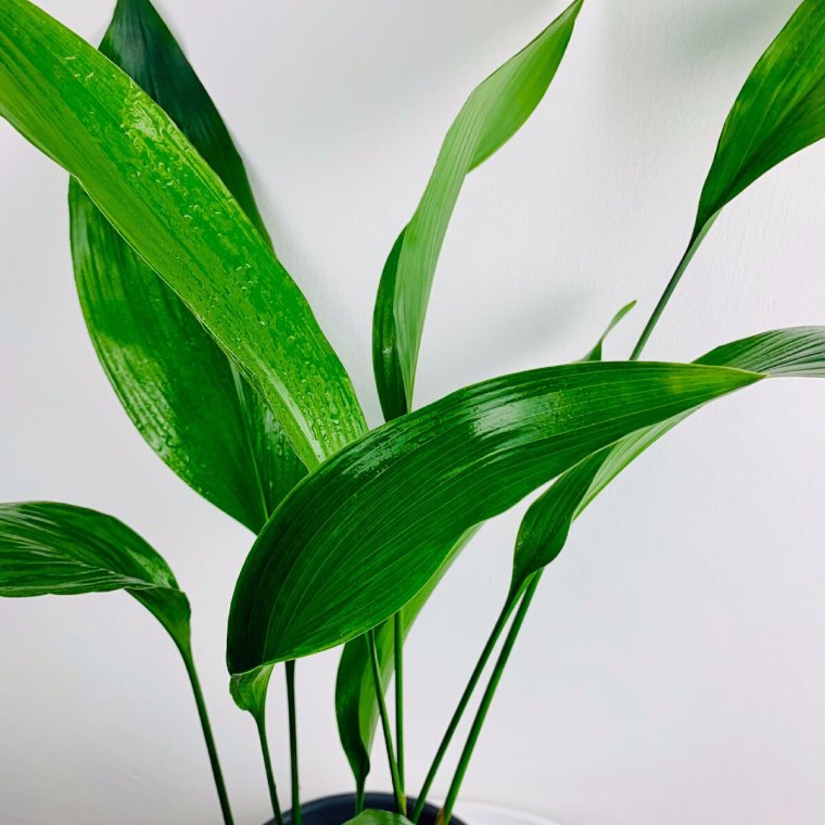 Аспидистра Блюме