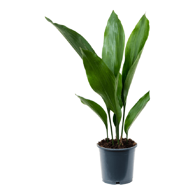 Аспидистра Элатиор