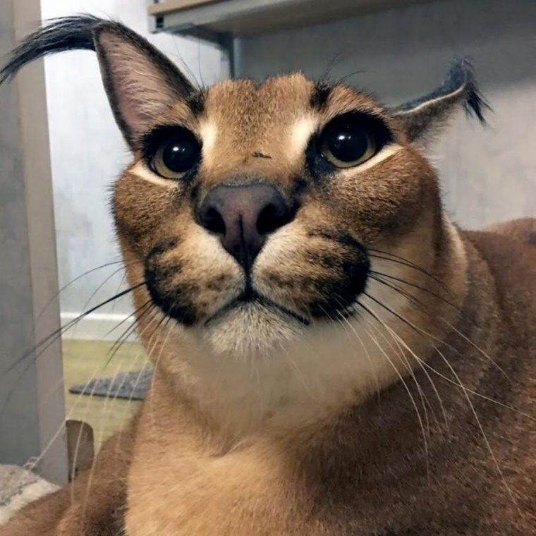 Каракал кот шлёпа