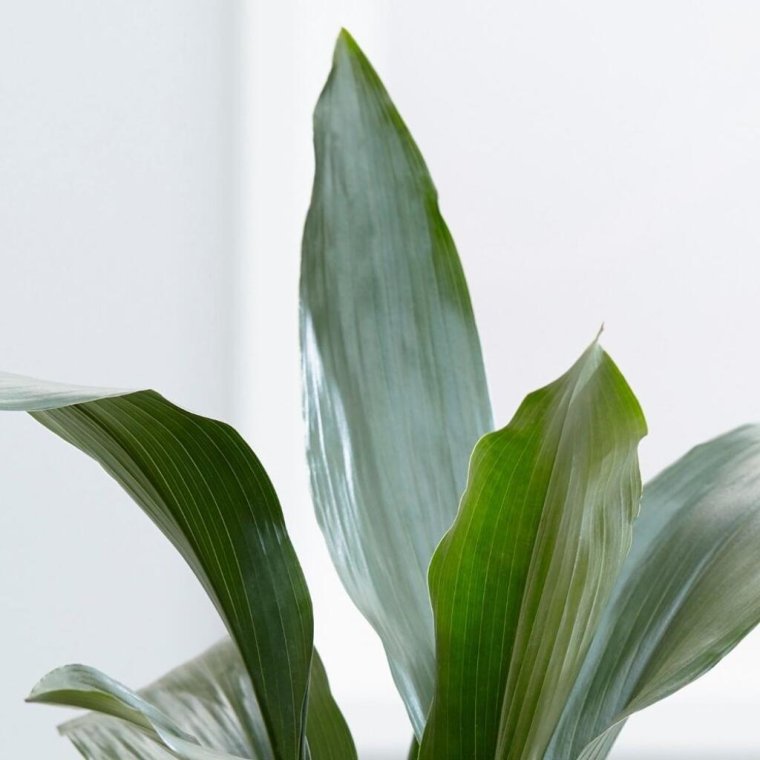 Аспидистра Элатиор