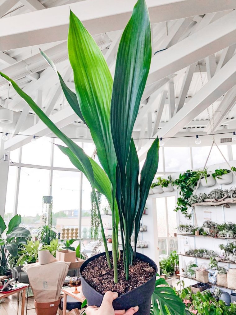 Аспидистра Элатиор