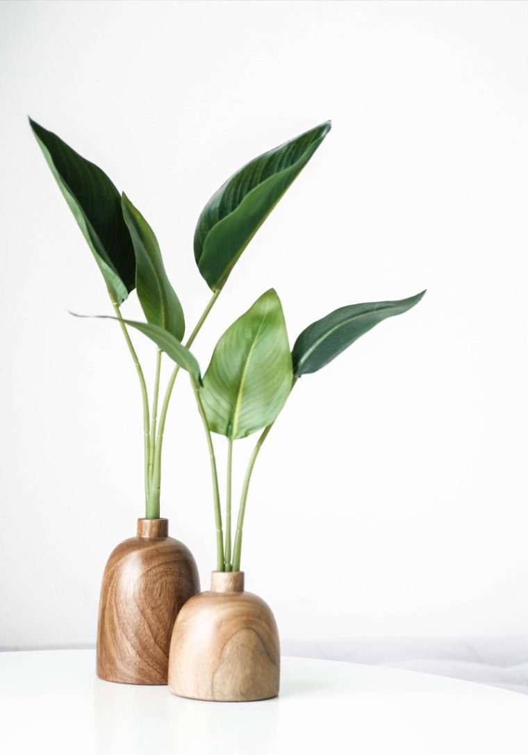 Green Plant on White Ceramic