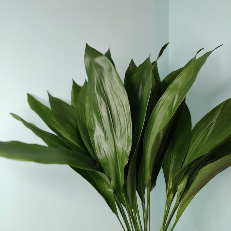 «Пальма сапожника» Аспидистра