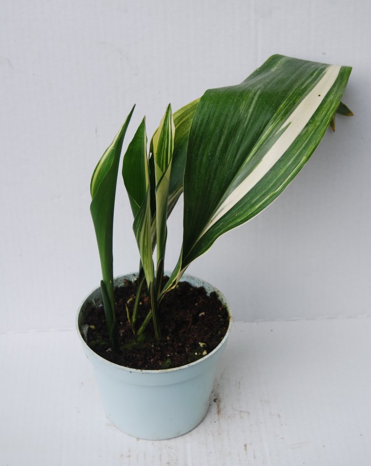 Аспидистра цветок цветение