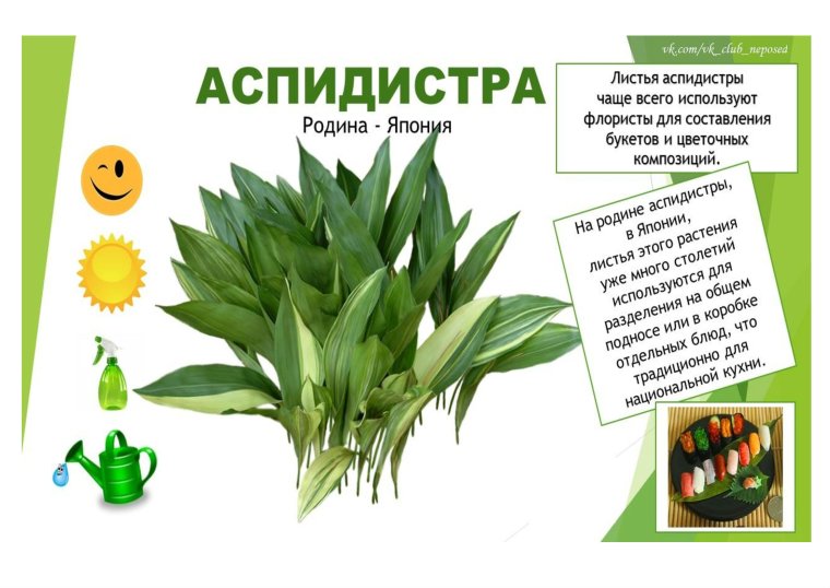 Паспорт комнатных растений Аспидистра