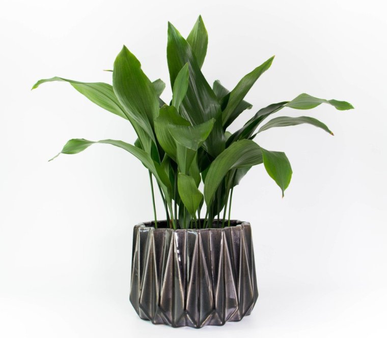 Аспидистра Aspidistra elatior
