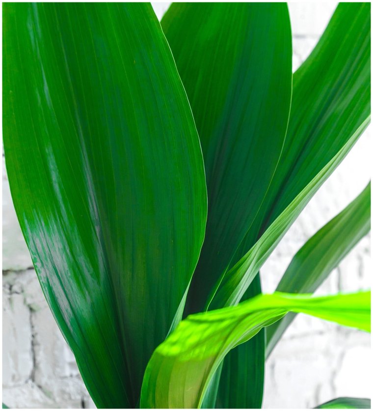 Аспидистра отзывы