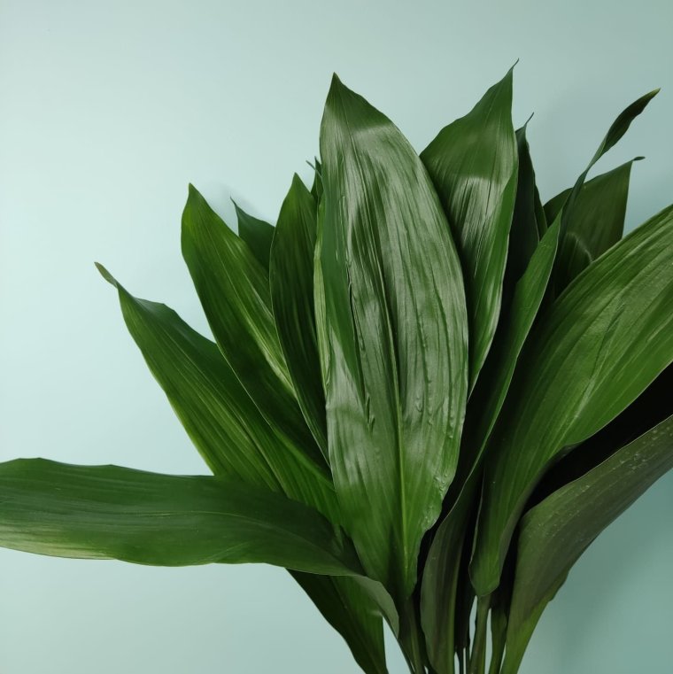 Аспидистра Грин Болл