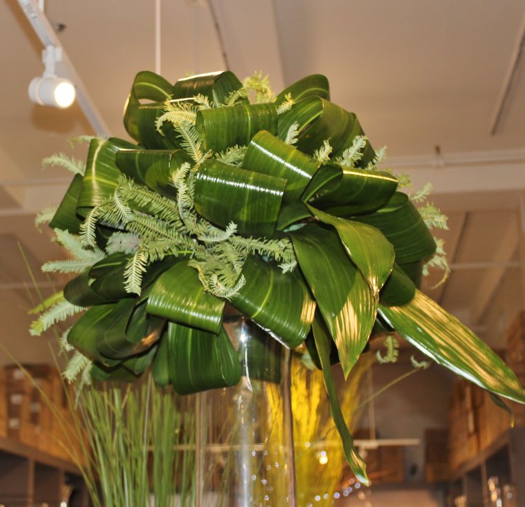 Аспидистра гелксина