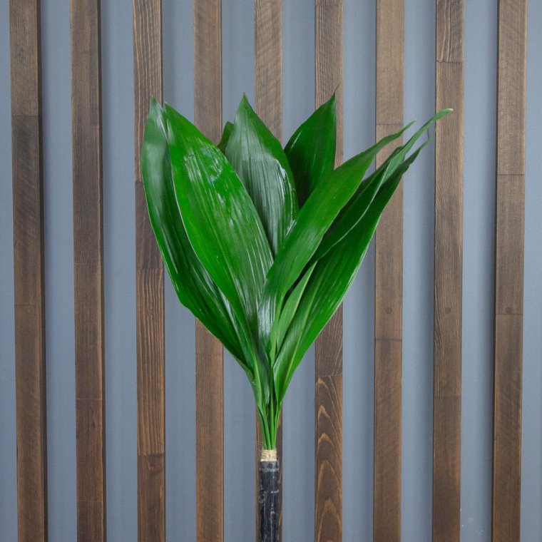 Аспидистра цветок