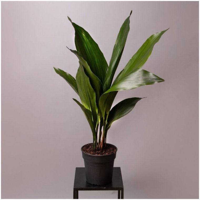 Аспидистра зелень