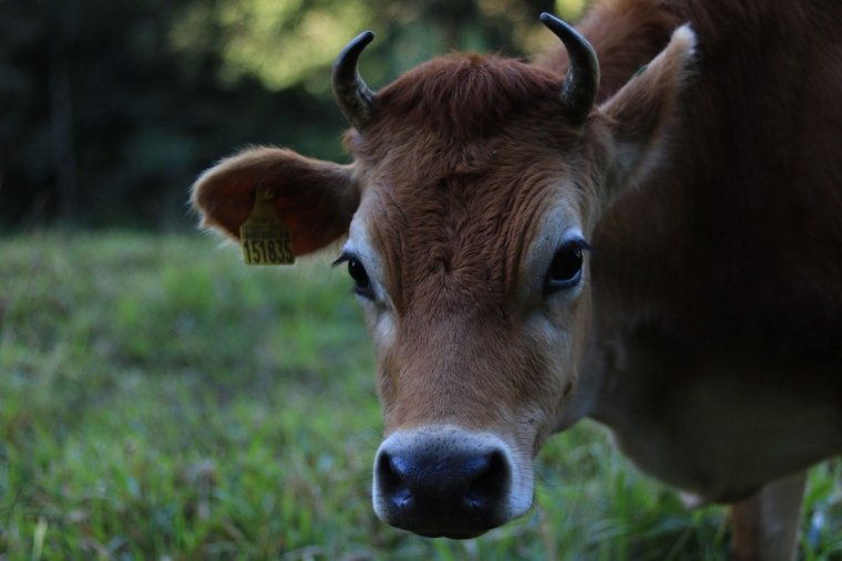 Корова с голубыми глазами