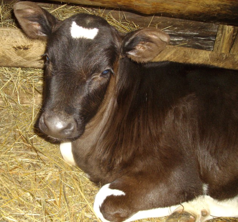 Реснички коровы