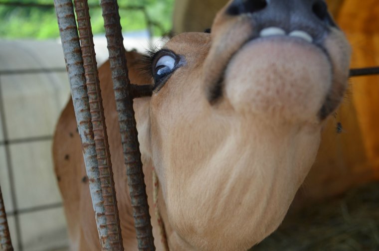 Ресницы коровы