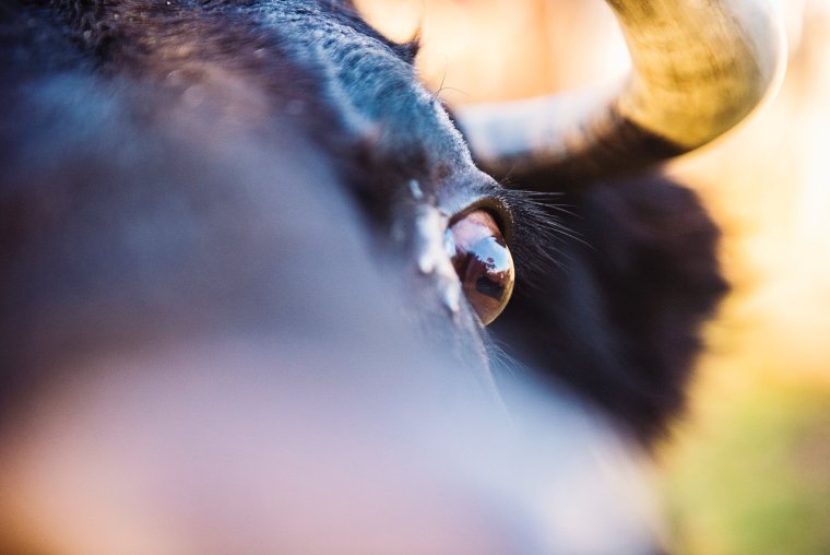 Коровьи ресницы у человека