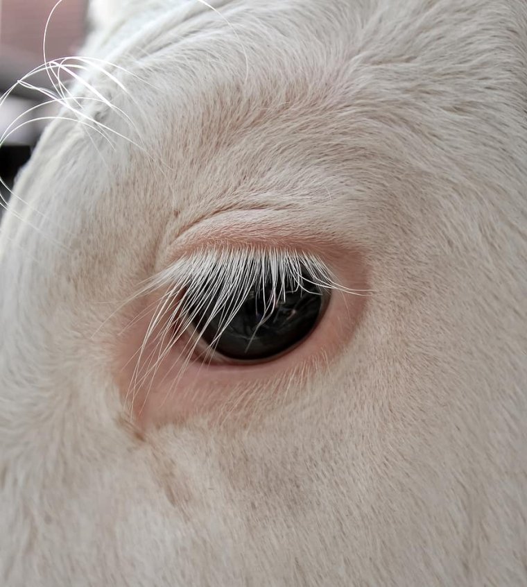 Ресницы коровы