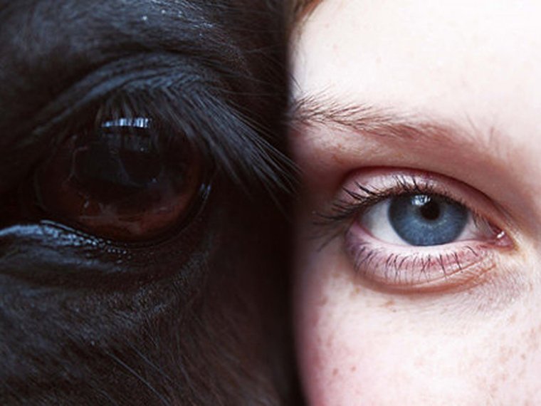 Глаз лошади и человека