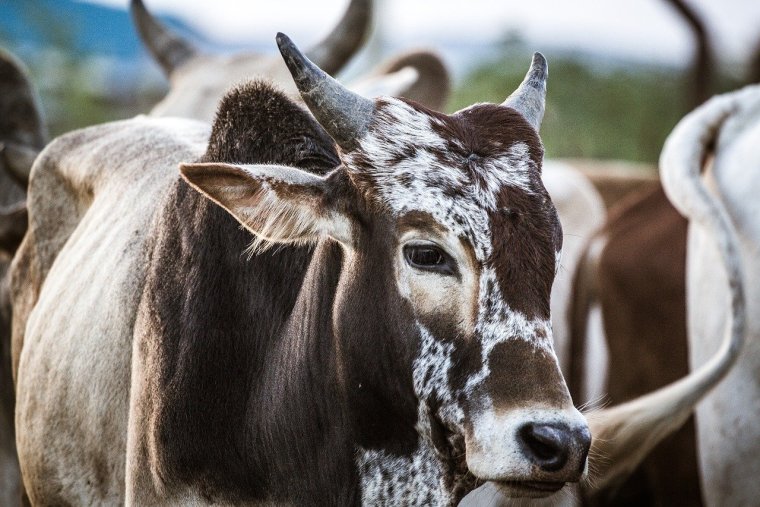 Красивый хвост коровы