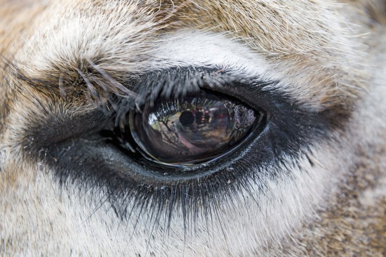 Коровьи ресницы